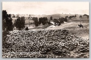 Cartão postal M33 ovelha modeladora para corte RPPC-