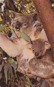 Koala and Baby from Australia - at San Diego Zoo CA, California