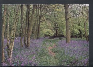 Sussex Postcard - Flowers - Bluebells in The Woods, Arlington   RR7046