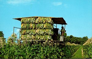 Modern Method Of Harvesting Tobacco