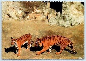 SYDNEY, N.S.W. AUSTRALIA ~ Tigers on Exhibit TARONGA ZOO  4x6  Postcard