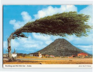 Postcard Hooiberg And Divi Divi Tree, Aruba