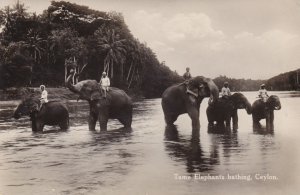 Sri Lanka Ceylon Tame Elephants Bathing Real Photo