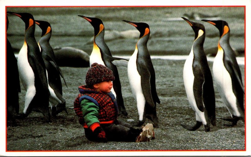 King Penguins On South Georgiua Island In The South Atlantic