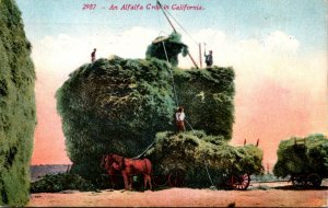 California An Alfalfa Crop In California 1912