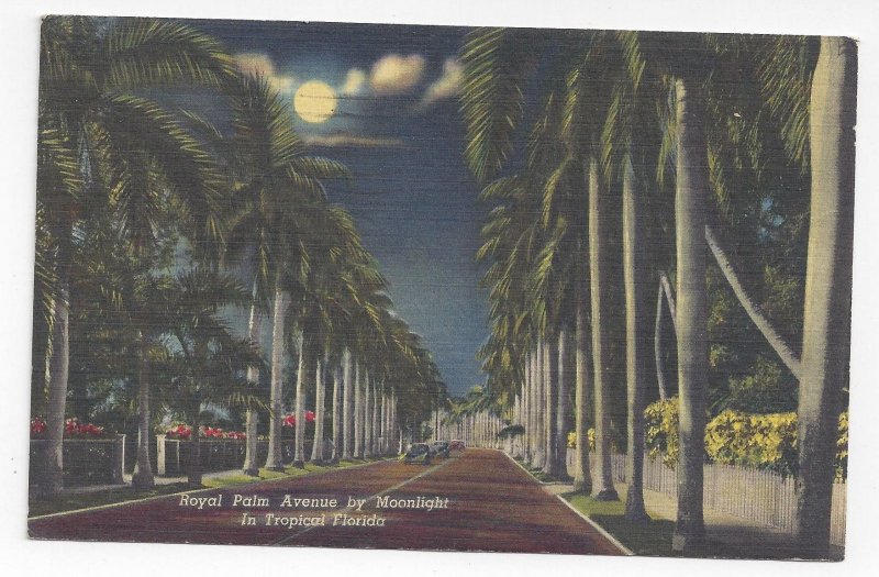 Florida Royal Palm Avenue by Moonlight Vintage Linen Postcard Curteich