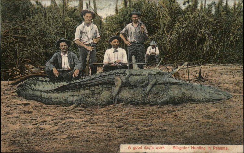 Alligator Hunting in Panama Men w/ Guns Shotguns c1910 Postcard