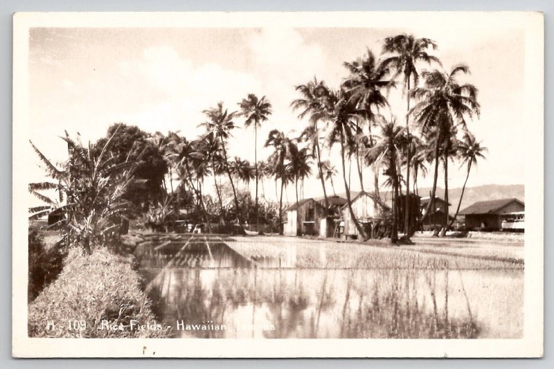 Rice Fields Hawaiian Island Huts Palms HI RPPC Real Photo Postcard K24