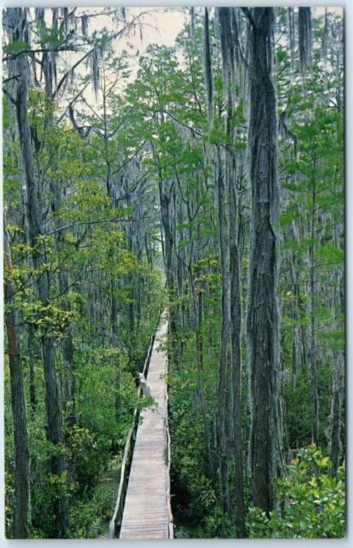 The Boardwalk Framed With Moss-Hung Cypress Trees, Okefenokee Swamp Park - GA