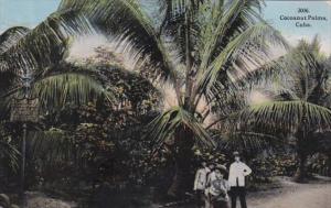 Cuba Cocoanut Palms 1915