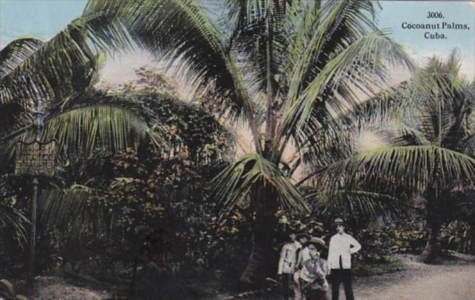 Cuba Cocoanut Palms 1915