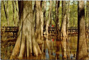Mississippi Natchez Trace Parkway Cypress Swamp