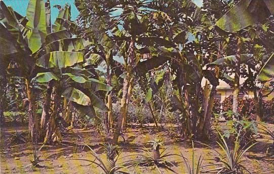 Purto Rico Typical Banana Trees and Pineapple Grove