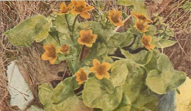 Marsh Marigold, Caltha palustris Flower Divided Back