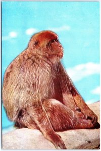 VINTAGE POSTCARD CONTINENTAL SIZE EXAMPLE OF THE ROCK APES OF GIBRALTAR EMBOSSED