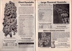 1953 Burpee Bulbs Fall Catalog  Plants Flowers  9 x 7