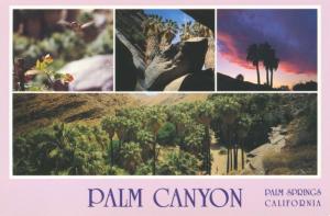 Palm Canyon Palm Springs California CA Calif Pink Multiview Unused Postcard D30