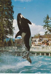 Skana The Killer Whale Vancouver Aquarium British Columbia Canada