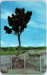 Tree Growing Out of Solid Rock, Lincoln Highway on Sherman Hill, Wyoming USA