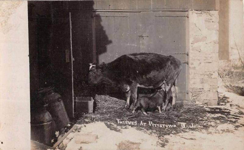Pittstown New Jersey Pig Thief Cow Real Photo Antique Postcard K67622