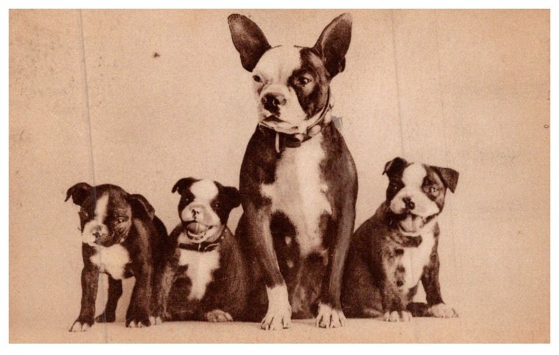 Dog , Boston Terriers