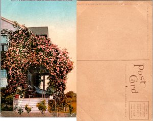 A Rose Covered Porch in Calif. (11258