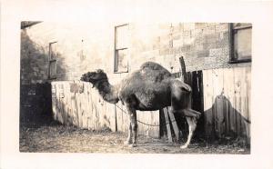 E42/ New Philadelphia Tuscarawas Ohio Photo RPPC Postcard c1910 Camel Circus?