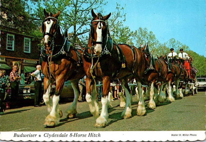 Virginia Williamsburg Merchants Square Budweiser Clydesdale 8 Horse Hitch