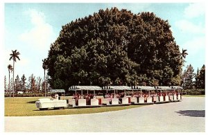 Hialeah Tram Train Hialeah, Florida FL Original Vintage Postcard 1969