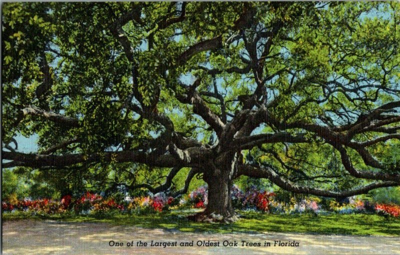 One Of Largest Oldest Oak Tree Florida Vintage Postcard Standard View Card