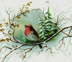 1880s-90s Cox's Gelatin Beautiful Colorful Bird P227