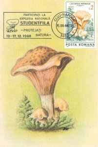 Romania set of 11 maximum cards 1988 mushrooms that can be eaten topic postcards 