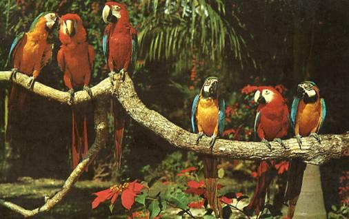 FL - Miami. Parrot Jungle