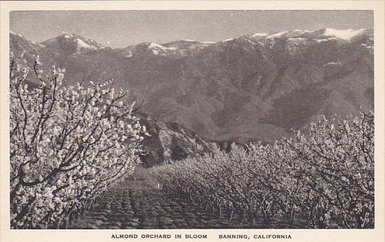 Almond Orchard In Bloom Banning California Albertype