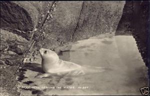 Isles of Scilly, Grey SEAL Leaving the Water 1930s RPPC