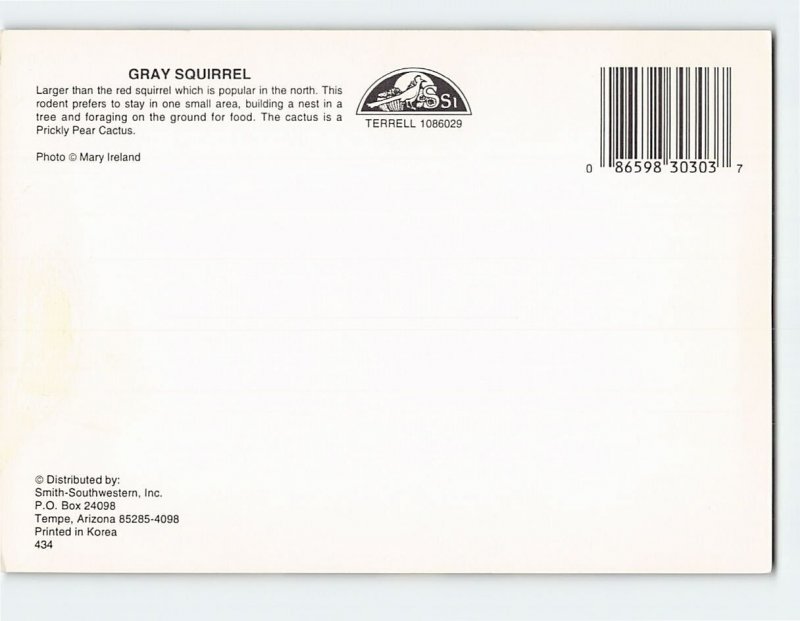 Postcard Gray Squirrel, the North