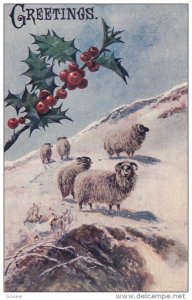 Greetings, Holly, Rams on a snowy hill side, PU-1908