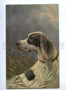 183034 HUNTING dog English SETTER by MULLER Vintage postcard