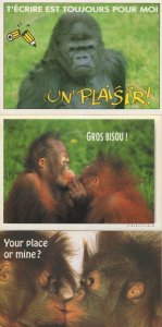 French Monkey Gorilla Chimpanzee Kissing 3x Postcard s