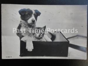 c1913 RP - Puppy and Kitten in a Box