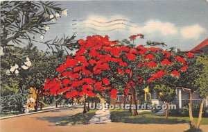 Poinciana Tree - Misc, Florida FL  