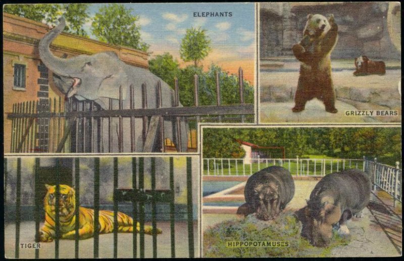 Memphis ZOO, Elephant, Grizzly Bear, Tiger, Hippo Hippopotamus, Multiview (1940)