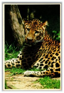 Postcard Leopard Greater Los Angeles Zoo Vintage Continental View Card 