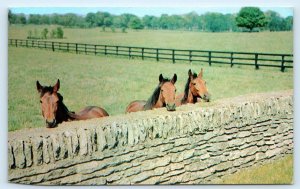 CASTLETON, KY Kentucky ~ HORSES & STONE FENCE 1971 Fayette County Postcard