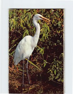 Postcard Common Egret, Everglades National Park, Florida