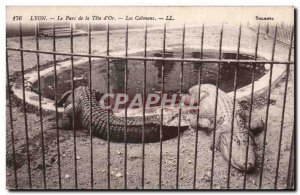 Old Postcard Lyon gold head Crocodile Park Caimans