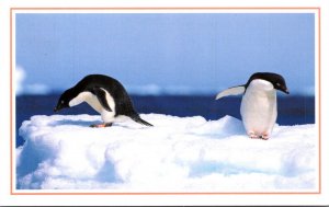 Antarctica Adelie Penguins