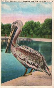 Vintage Postcard 1920's Old Bill Pelican St. Petersburg FL The Sunshine State