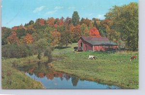 New England Farm Lands In Early Autumn, Cows, Vintage Chrome Postcard