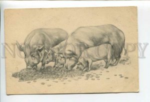 432208 Austria pig family eating gold coins Vintage BKWI postcard